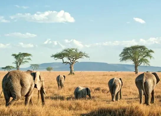 Special Tour - Aventura de Kenia y Tanzania
