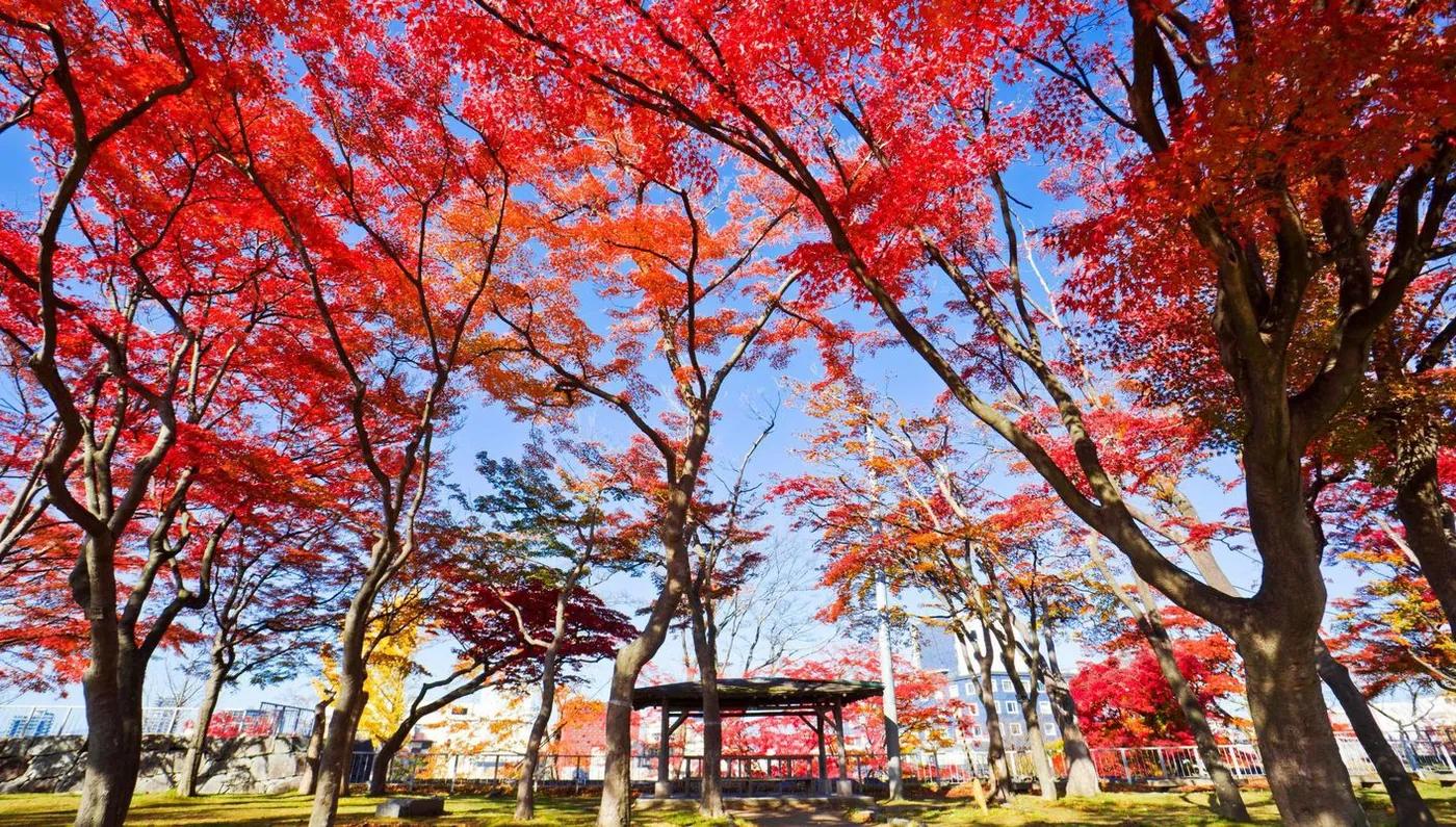 Norte de Japón Fin Sapporo - imagen 0