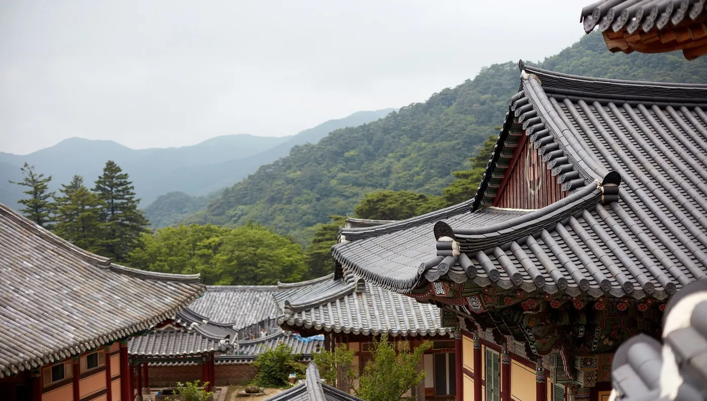 Sueños de Sakura con Corea del Sur