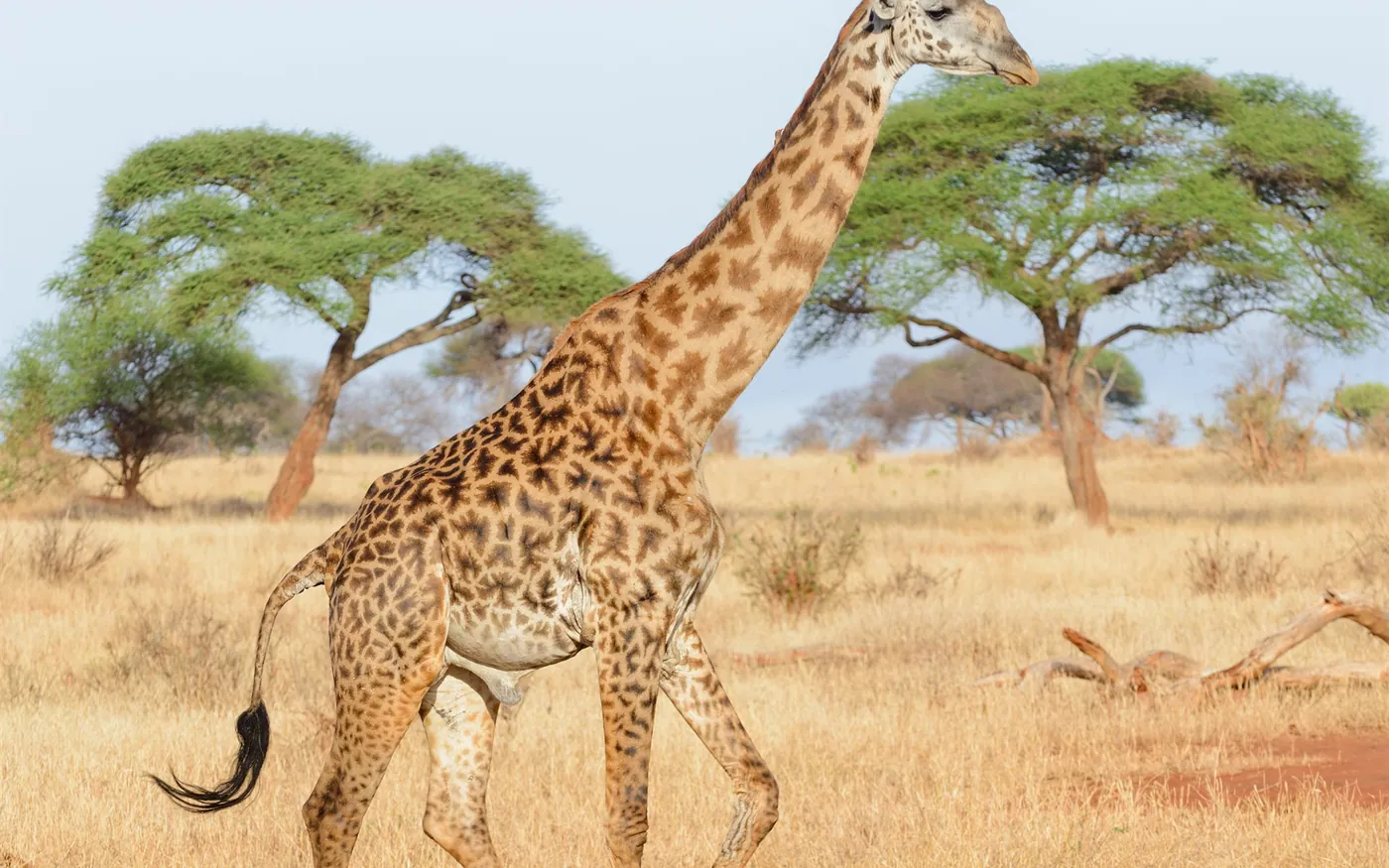 Tanzania y Kenia - imagen 0