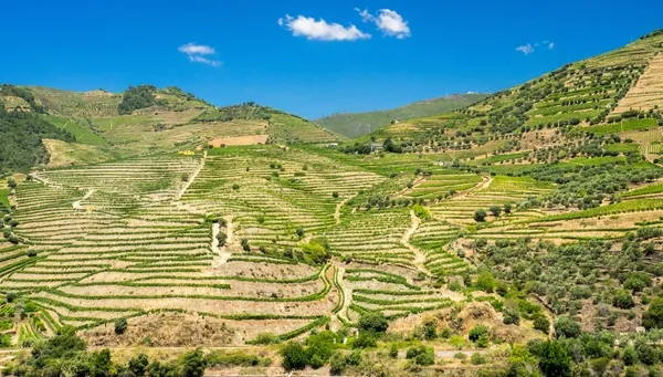 Pinhao - Vega de Terrón