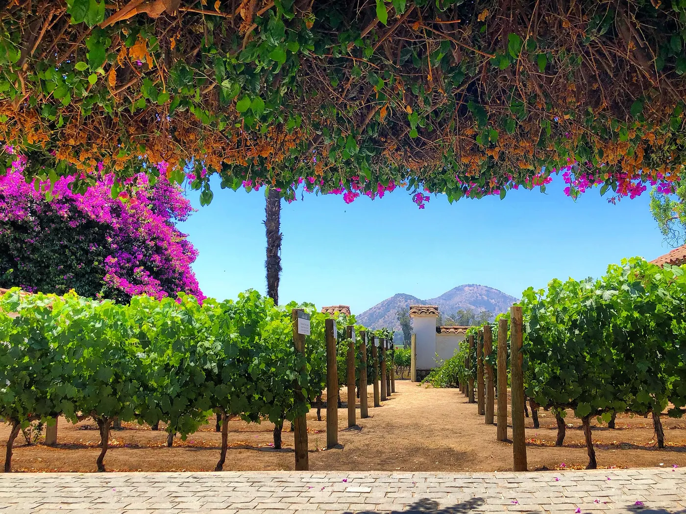 Viñedos en Chile